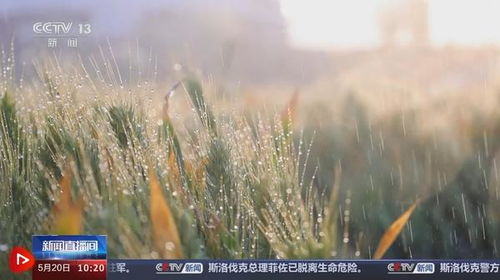 麦浪千重映丰年 夏粮归仓激扬一粒麦子的责任与初心