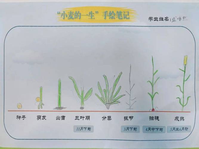 我与小麦共成长